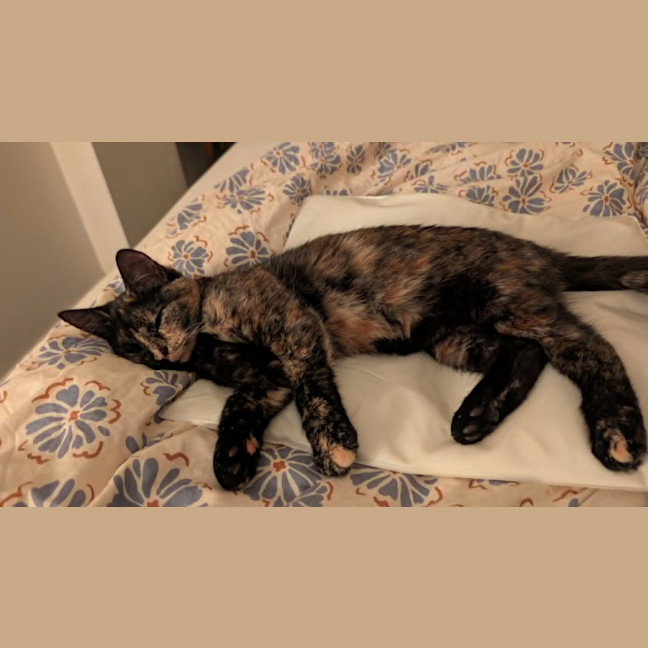 Photo of Pepper