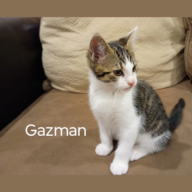 Photo of Gazman