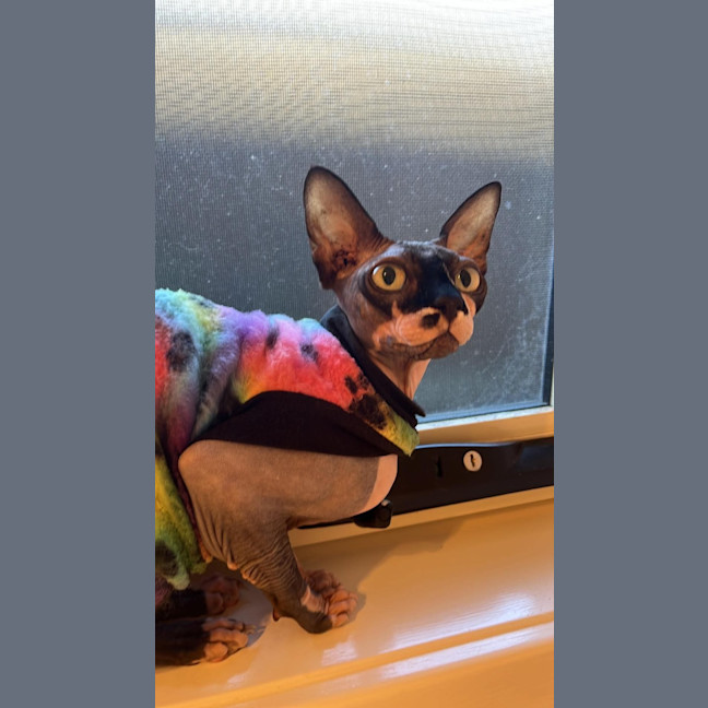 Photo of Rogue
