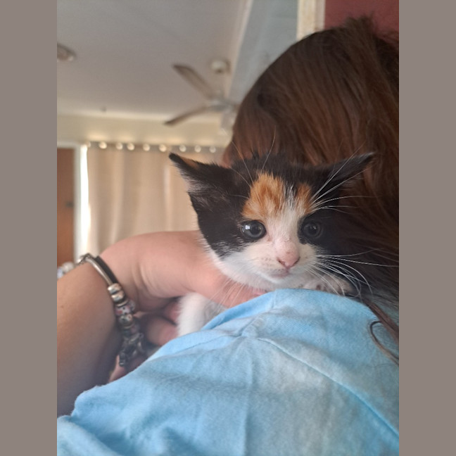 Photo of Snapper (K53)