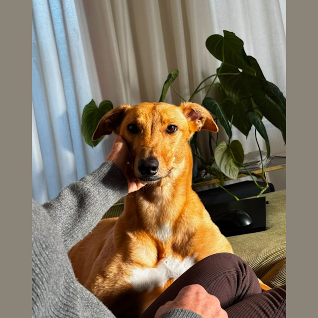 Photo of Josie