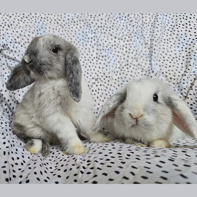 Photo of Pistachio & Truffle (Located Wantirna South) 