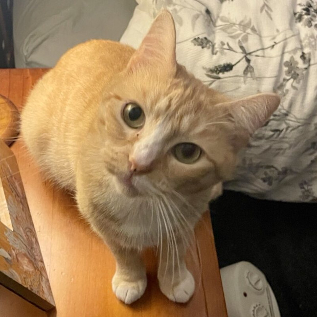 Photo of Pumpkin