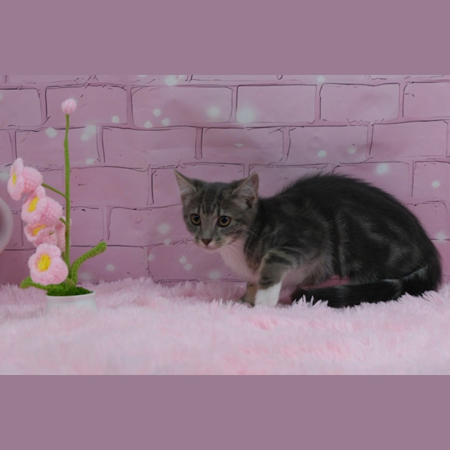 Photo of Misty