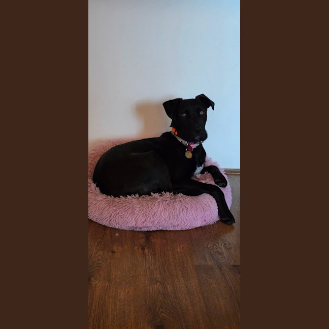 Photo of Merryweather