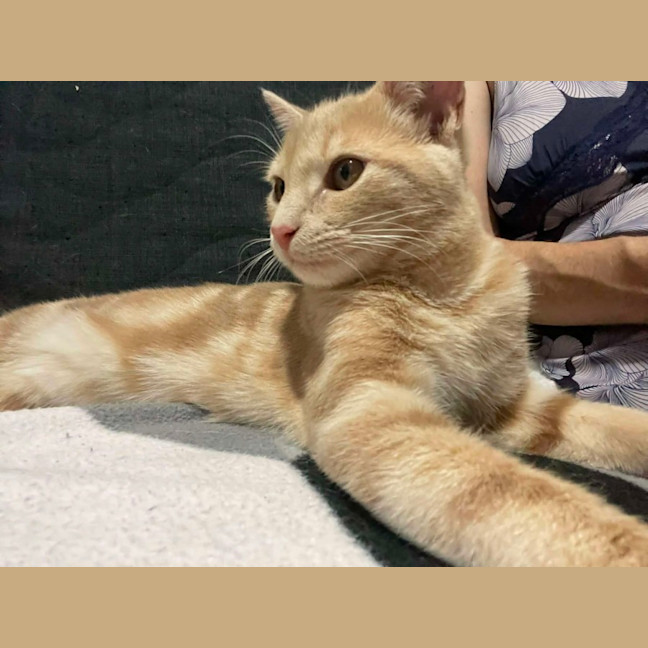Photo of Simba   In Foster Care In Coburg