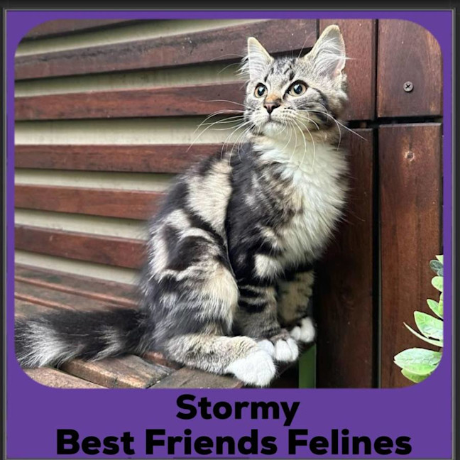 Photo of Stormy 
