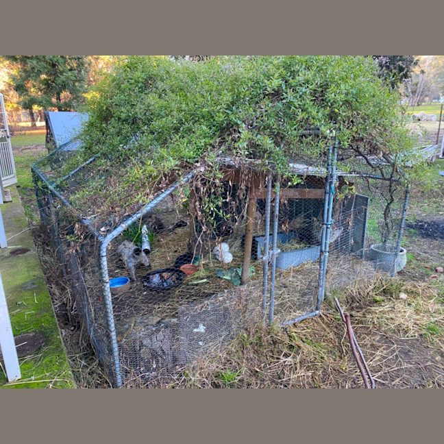 Photo of Bailey, Landon And Wooly 