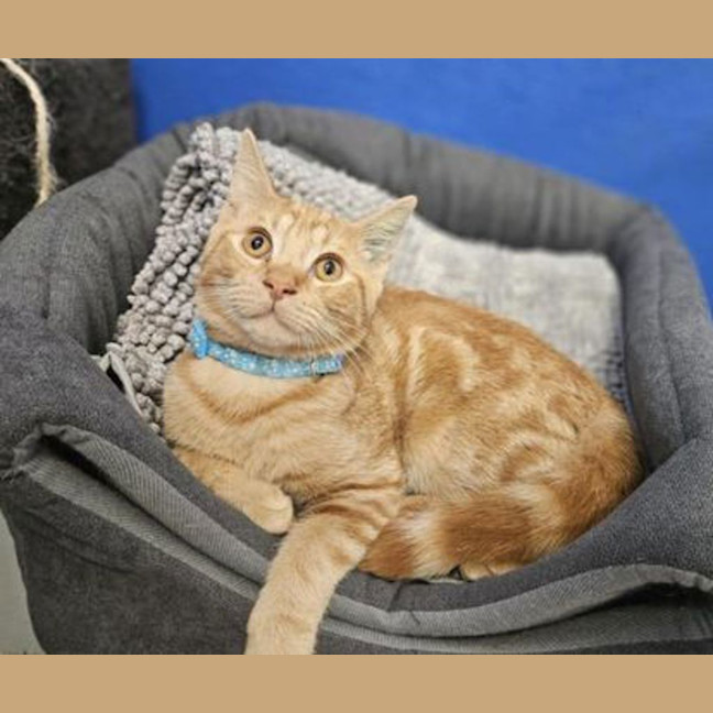 Photo of Bandersnatch