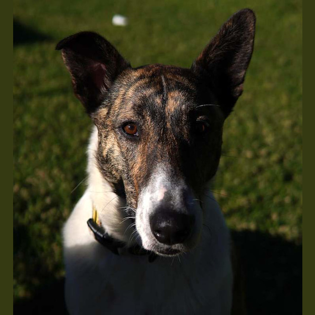 Photo of Mopsey