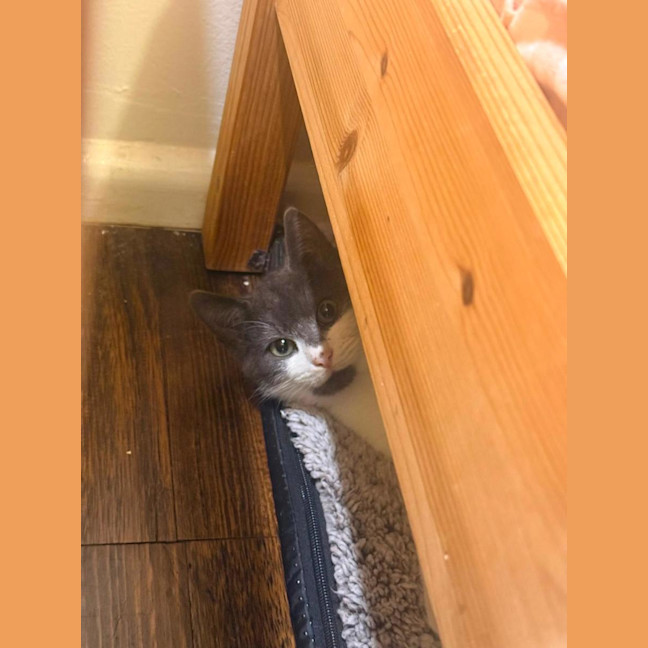 Photo of Davinci