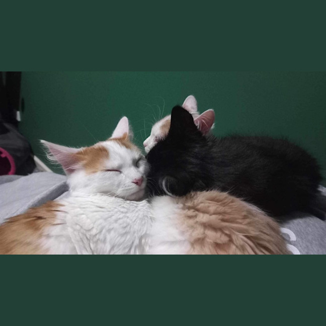 Photo of The Veggie Kittens