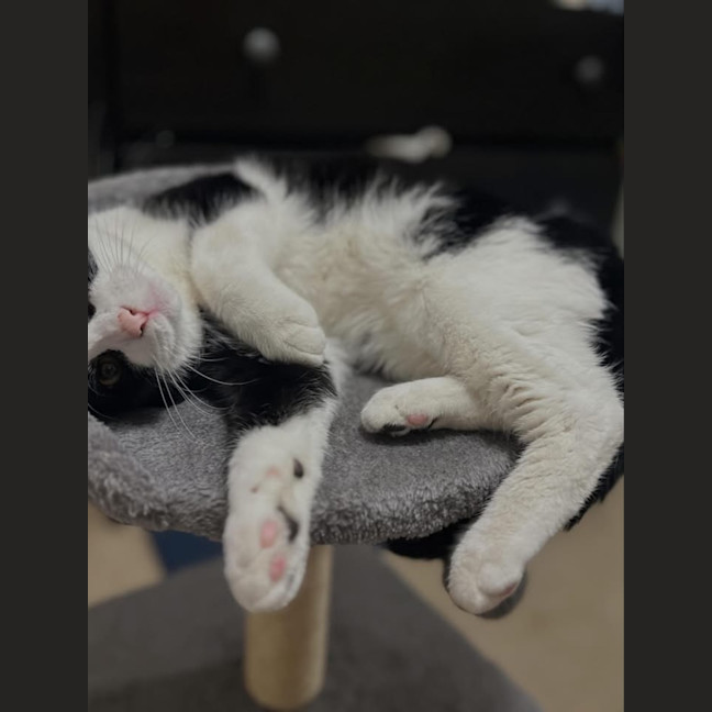 Photo of Little Chloe
