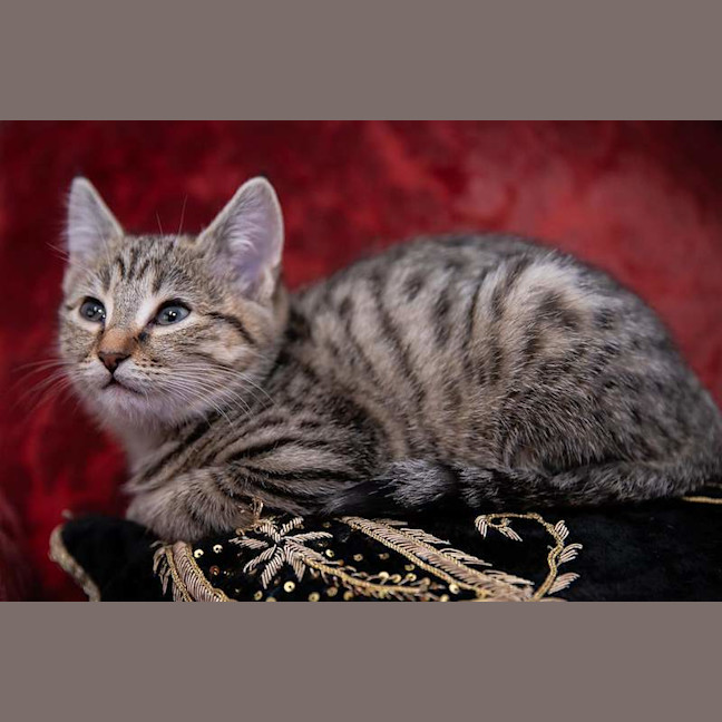 Photo of Loki