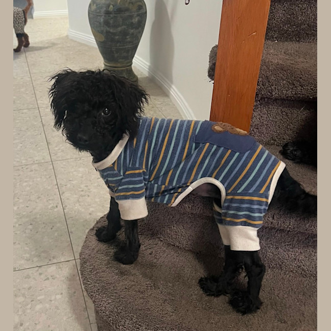 Photo of Piper