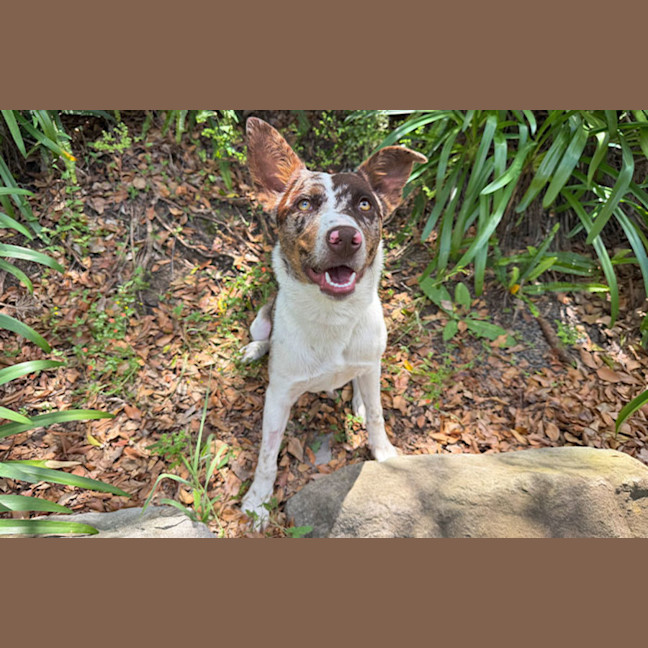 Photo of Sweetheart