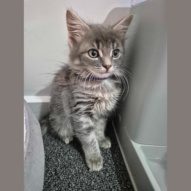 Photo of Misty