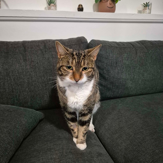 Photo of Violet