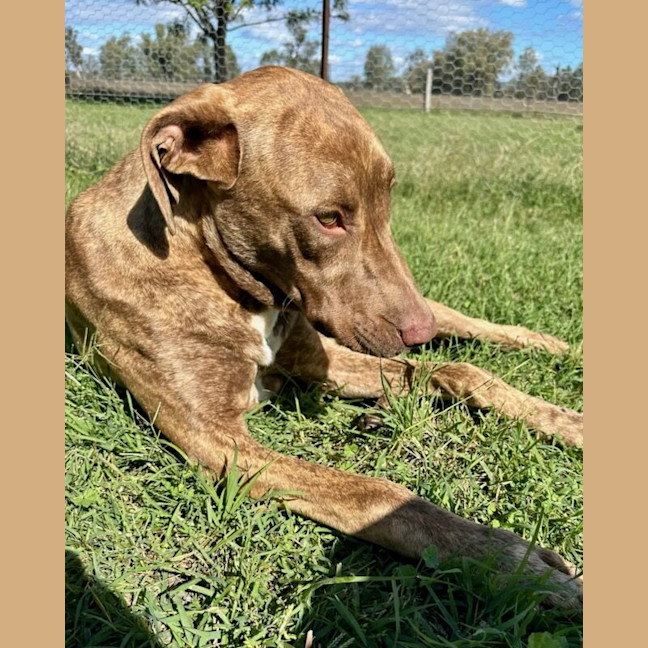 Photo of Scooby