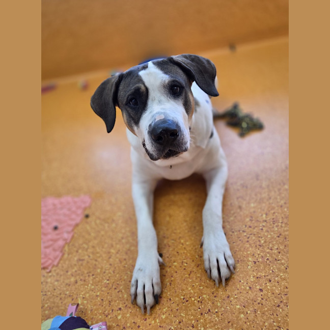 Photo of Buddy