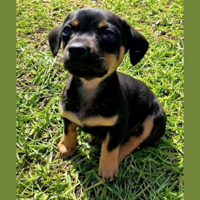 Photo of Mabel, Pug X Dachshund X French Bulldog Puppy