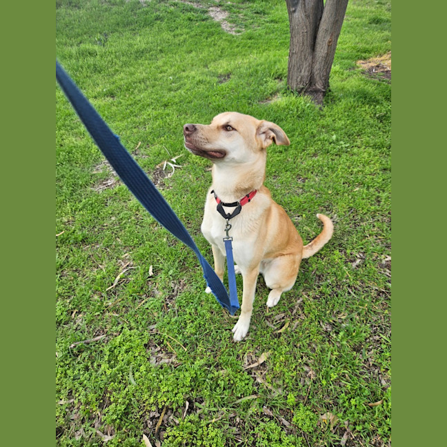 Photo of Gypsy