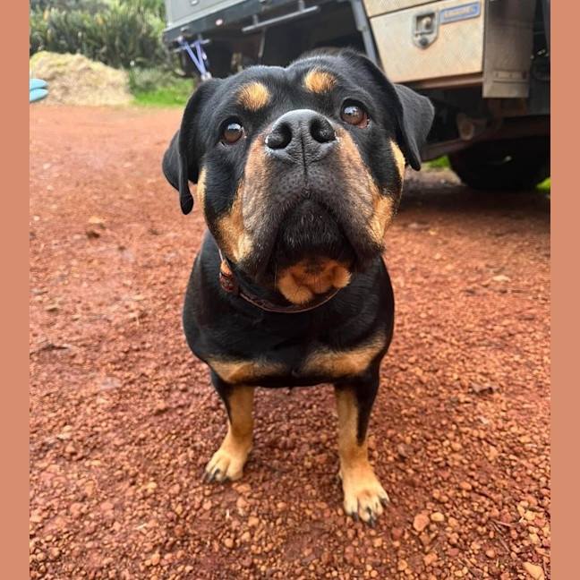 Photo of Marshmallow