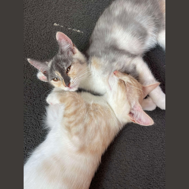 Photo of Stella & Stanley 