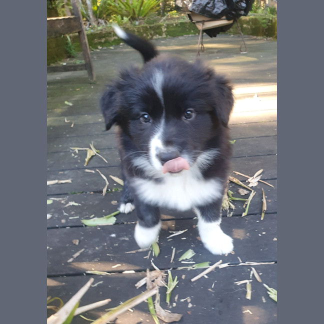 Photo of Kai