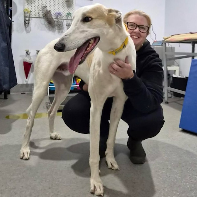 Photo of Bob Marley The Greyhound