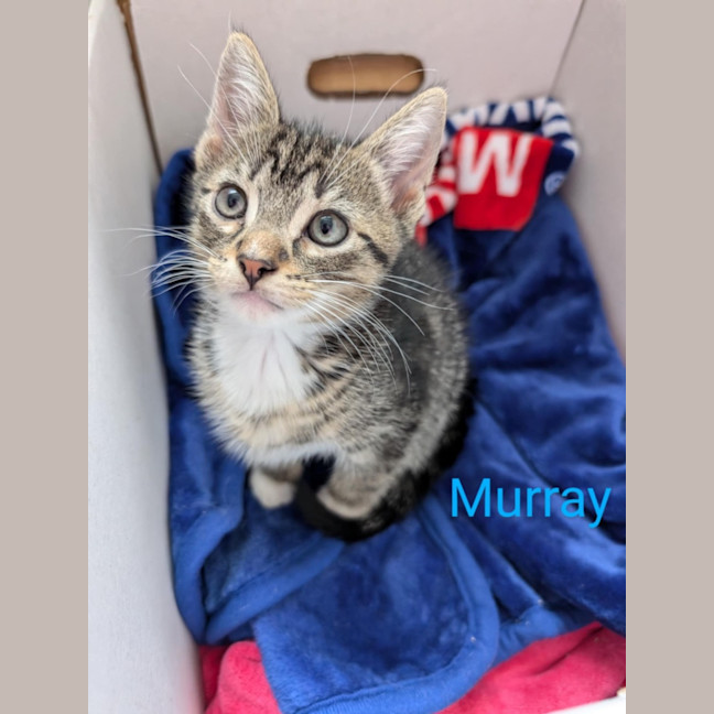 Photo of Murray Meet Me@Petstock Mornington Nepean Hwy