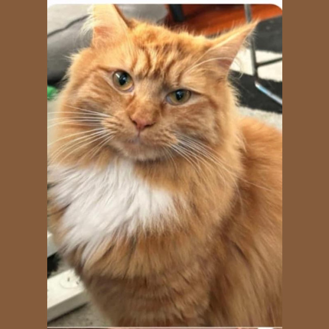 Photo of Tigerlily 🏵️