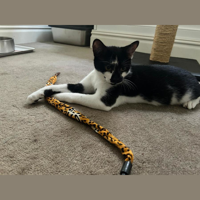 Photo of Bailey Junior