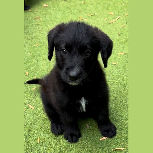 Photo of Alfie   9 Week Old Cattle X Poodle (Trial)