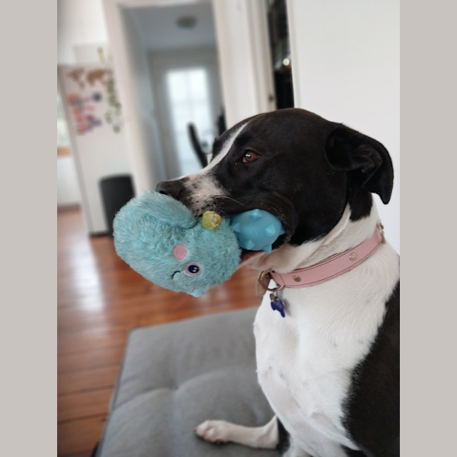 Photo of Jazzie *$150 Adoption Fee*