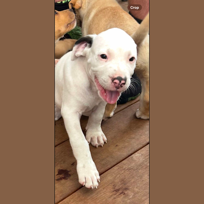 Photo of Spot 