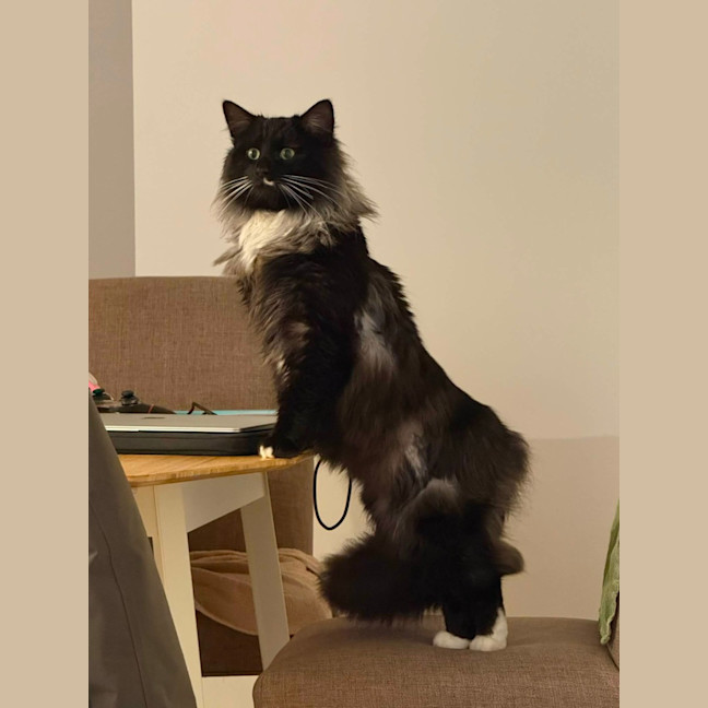 Photo of Radagast   In Foster Care In South Yarra