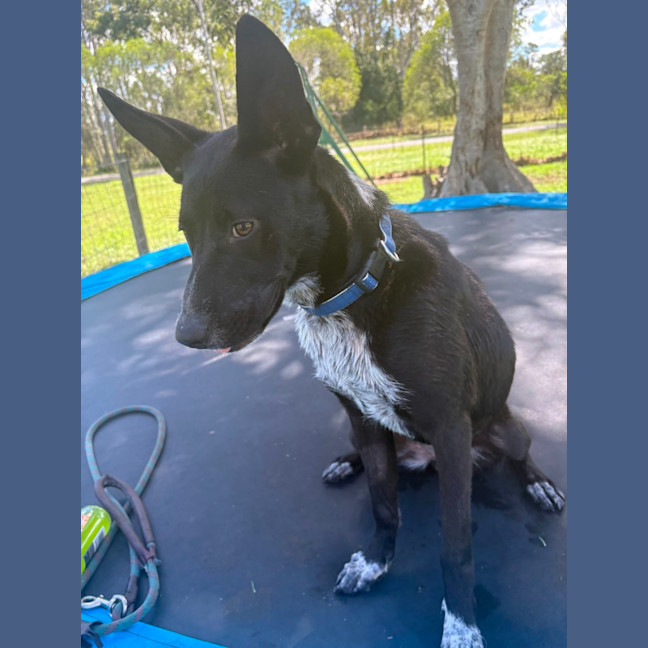 Photo of Kelcee *$350 Adoption Fee*