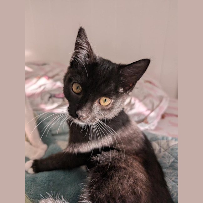 Photo of Bandit Meet Me@Petstock Hastings