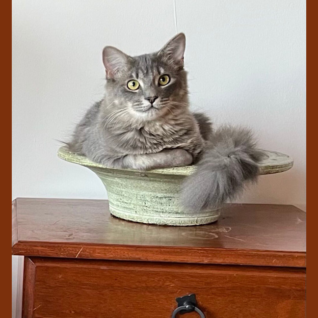 Photo of Lucky