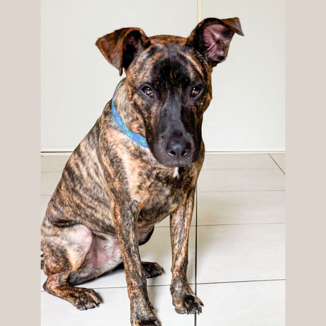 Photo of Scoobie 