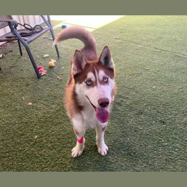Photo of Loki