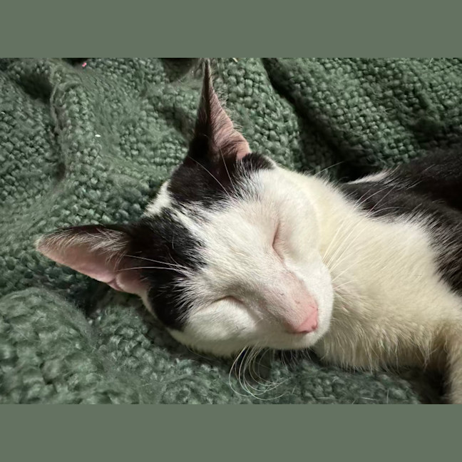 Photo of Gizmo   1 Year Old Domestic Short Hair (On Trial)