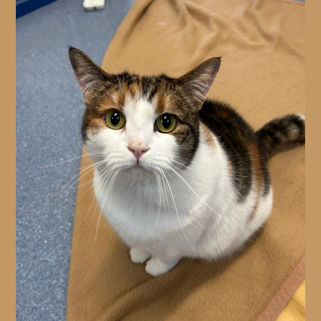 Photo of Pumpkin