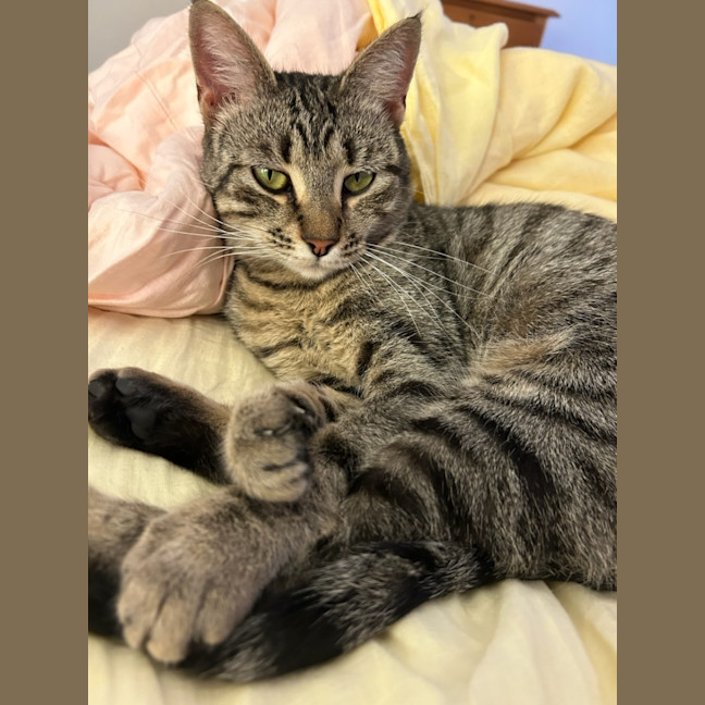 Photo of Mumzarella