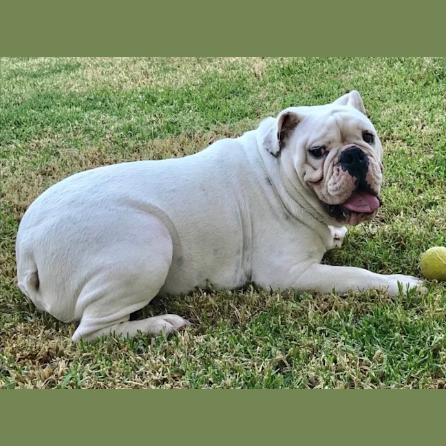 Photo of Stormin Normin