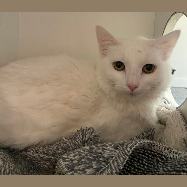 Photo of Jelli Cat