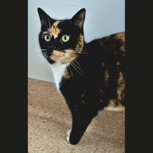 Photo of Pip