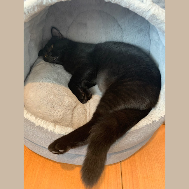 Photo of Rosie