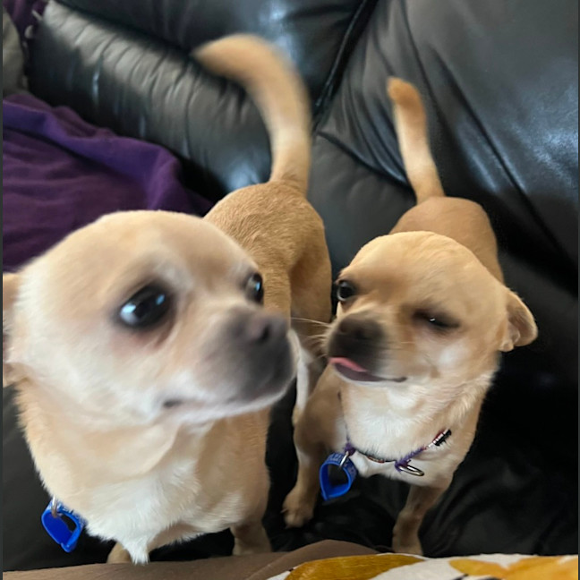 Photo of Coco & Cashew   4 & 2 Year Old Chihuahuas